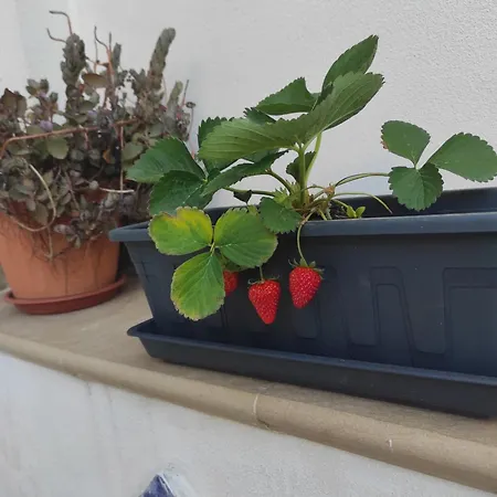 Giove Casa 阿格里真托