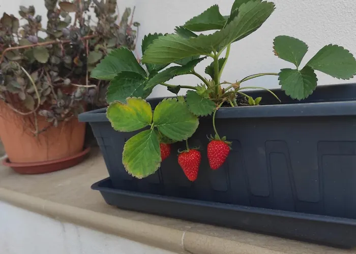 Giove Casa Agrigento